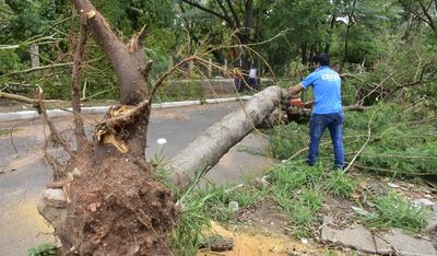 Varios árboles cayeron frente al Parque Carlos A. López. Funcionarios procedieron al despeje.