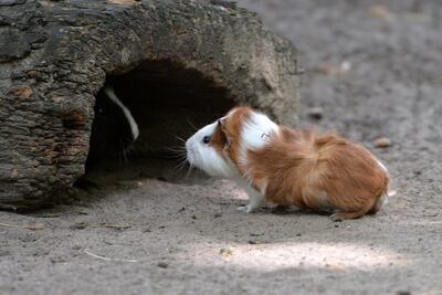 Los cobayos aman atravesar pequeños túneles.