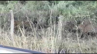Una pareja de yaguaretés fue divisada la semana pasada en una estancia de la zona de San Carlos del distrito de Fuerte Olimpo. Los felinos se desplazan por la sequía.