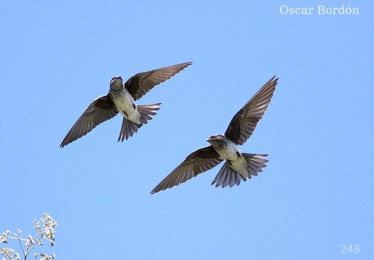 Mbyju'i ogaregua (ssp. Progne chalybea macrorhamphus), foto gentileza de Oscar Bordon, Naturaleza de Paraguay en fotografía.