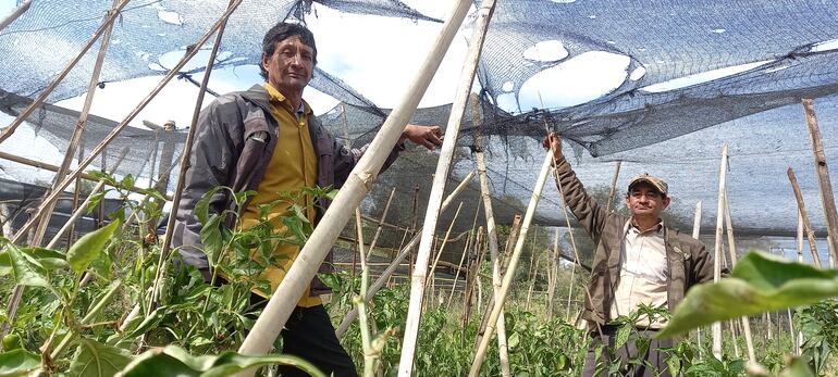 Los productores Vasilio Martínez y Carlos Agüero, de la Colonia Blas Garay de Coronel Oviedo, muestran sus media sobras de sus cultivos totalmente rotos por las granizadas.