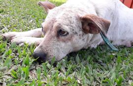"Mía", mascota asesinada a balazos en Limpio.