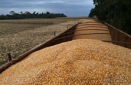 Cosecha de maíz zafriña 2022, hasta ahora el mejor año del cereal nativo, la superzafra.