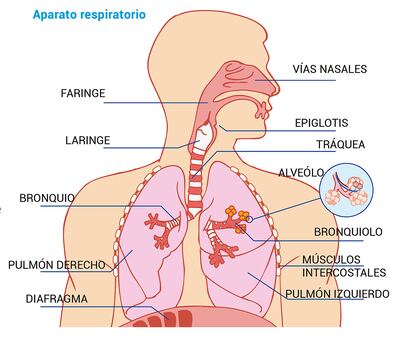 Aparato respiratorio