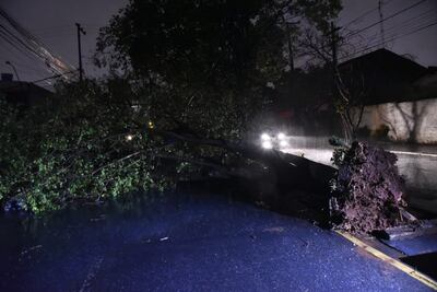 Caída de árbol en la Av. Rca. Argentina y Dr. Zacarías Arza, barrio Nazaret de Asunción.