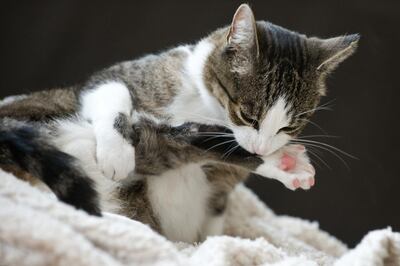 /pf/resources/images/abc-placeholder.png?d=2393