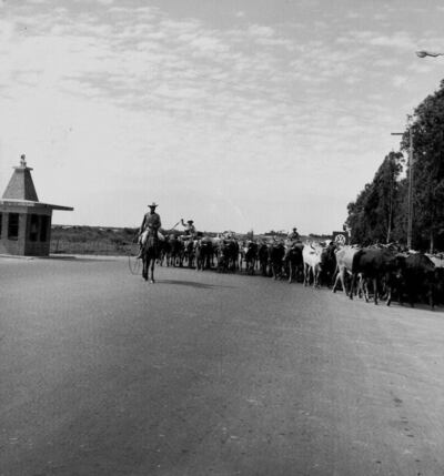 Una tropa de ganado en la zona de Campo Grande.
