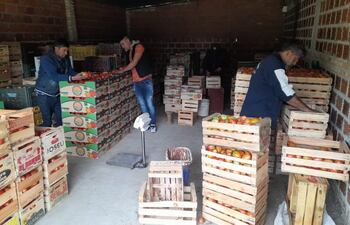 Miles de kilos de tomates en peligro de perderse por la saturación del mercado causado por el contrabando.