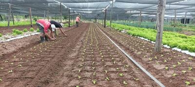 Productores aprovechan la lluvia para realizar trasplante de lechuga y repollo.