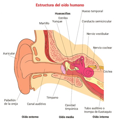 Estructura del oído humano.