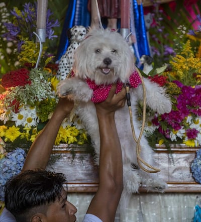 Un perro disfrazado durante una eucaristía en la iglesia Santa María Magdalena de Masaya (Nicaragua). Ataviados como jugadores de fútbol, bailarinas de ballet, con lazos o sombreros, cientos de perros fueron presentados por sus dueños ante San Lázaro en Nicaragua, para pedir por su salud.