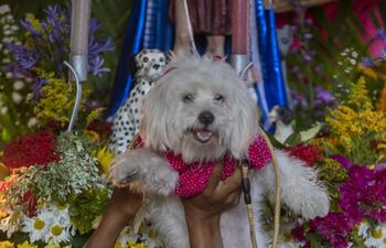 Un perro disfrazado durante una eucaristía en la iglesia Santa María Magdalena de Masaya (Nicaragua). Ataviados como jugadores de fútbol, bailarinas de ballet, con lazos o sombreros, cientos de perros fueron presentados por sus dueños ante San Lázaro en Nicaragua, para pedir por su salud.