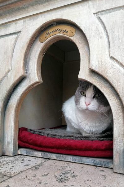 La gata callejera Anastasia frente al Palacio del Rector del siglo XIV en Dubrovnik. Anastasia, como muchos otros gatos callejeros de Dubrovnik, es una atracción turística en la ciudad medieval donde pasa sus días frente al Palacio del Rector del siglo XIV.