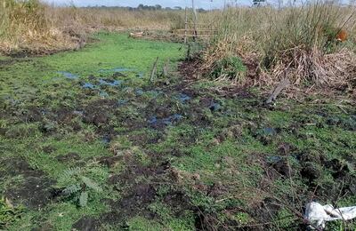 El pantanal y los pirizales están totalmente secos, lo que pone en riesgo el lago Ypoá.