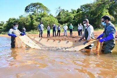Con la intención de evitar el descenso poblacional del Salmón del Paraná, fueron introducidas 5.000 peces juveniles.