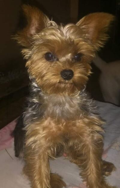 Toy, mascota perdida