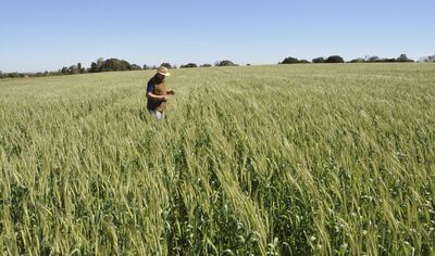 Paraguay produce aproximadamente 1,2 millones de toneladas al año de trigo, pero su potencial productivo es de 3 millones.