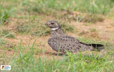 Ñacundá (Podager nacunda), fotografía gentileza de Oscar Rodríguez (Paraguay Birding & Nature), CON - Paraguay