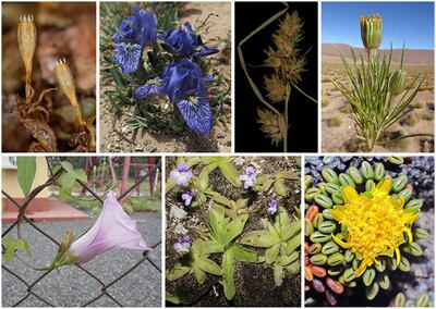 Siete ejemplos de especies nuevas para la ciencia descubiertas en 2020 por botánicos españoles: el musgo Ulota maltiana (de la Patagonia chilena) y las plantas con flores Iris zhaoana (de Asia central), Carex giovanniana (de Argentina y Bolivia), Senecio festucoides (de Chile), Ipomoea australis (de Sudamérica), Pinguicula tejedensis (de Granada, España) y Werneria rockhauseniana (de Perú). Fotografías aportadas por R. Garilleti, M.B. Crespo, P. Jiménez-Mejías, J. Calvo, P. Muñoz Rodríguez y H. Trinidad.