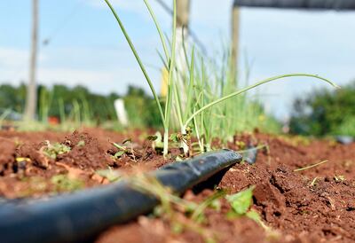 El riego por goteo  gana espacio entre los productores que buscan asegurar sus cultivos.