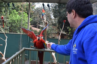 Gustavo Espínola alimenta a un guacamayo rojo que cría Asora en un local ubicado en el barrio Inmaculada de Luque.