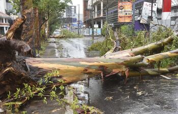 Los árboles no resistieron el paso de la tormenta con 100 km/h, situación que imposibilita el tránsito en algunas calles de Asunción.
