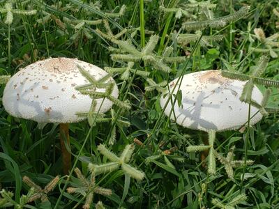 Investigadores de varios países han descubierto 69 nuevas especies de hongos en la Tierra, que se suman a las 125.000 ya conocidas, aunque han calculado que éstas apenas suponen el diez por ciento de las que quedan por encontrar.