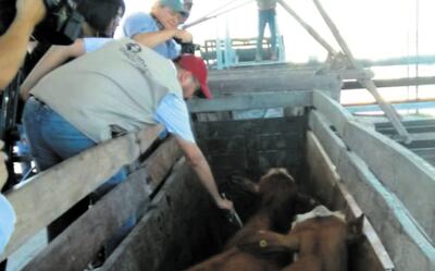 La disminución en cantidad de vacunaciones en el año obliga a elevar el precio unitario.