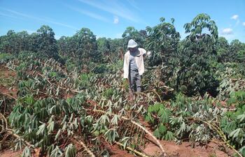 Un productor del asentamiento Sebastián Larroza muestra la parte afectada de la parcela de mandioca.