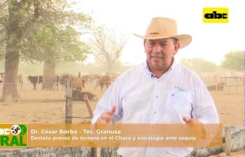 Abc Rural: Destete precoz de ternero en el Chaco y estrategia ante sequía