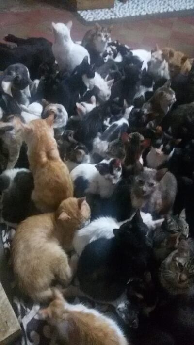 Así se encuentran los gatos que requieren alimentos en el Refugio.