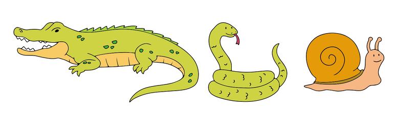 ¿Cómo se mueven y de qué están cubiertos?