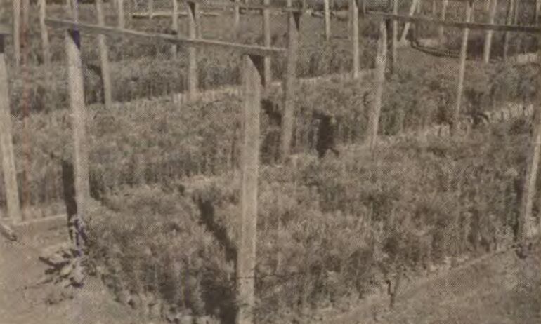 Vivero de pinos en Alto Paraná.