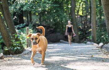 Correr por temor ante un perro es desaconsejable: el animal podría interpretarlo como una invitación a jugar.