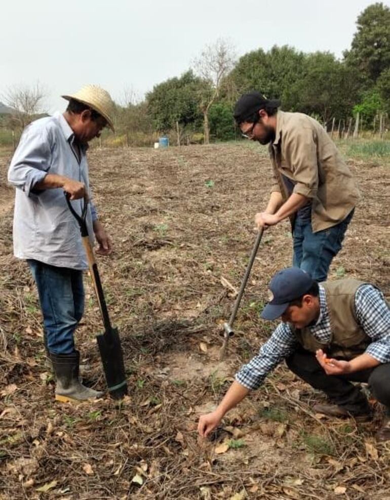 El productor Juan Delgado junto a los técnicos de la Deag aplicando higrogel a sus cultivos de sandía para hacer frente a la sequía