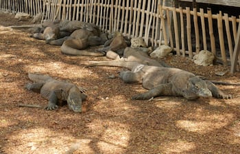 ISLA DE RINCA (INDONESIA), 06/08/2022.- Varios dragones de komodo del Parque Nacional de Komodo fotografiados en la isla de Rinca (Indonesia), en una imagen tomada durante una visita al parque en 2019, poco antes de que cerrara sus puertas por la pandemia de covid. La subida a 250 dólares del precio de la entrada al Parque Nacional de Komodo, hábitat de miles de dragones homónimos, ha desatado una fuerte controversia en Indonesia entre los afectados por la potencial caída en el turismo y los defensores de la medida que busca proteger al mayor lagarto del planeta. EFE/ Nicole Protonentis