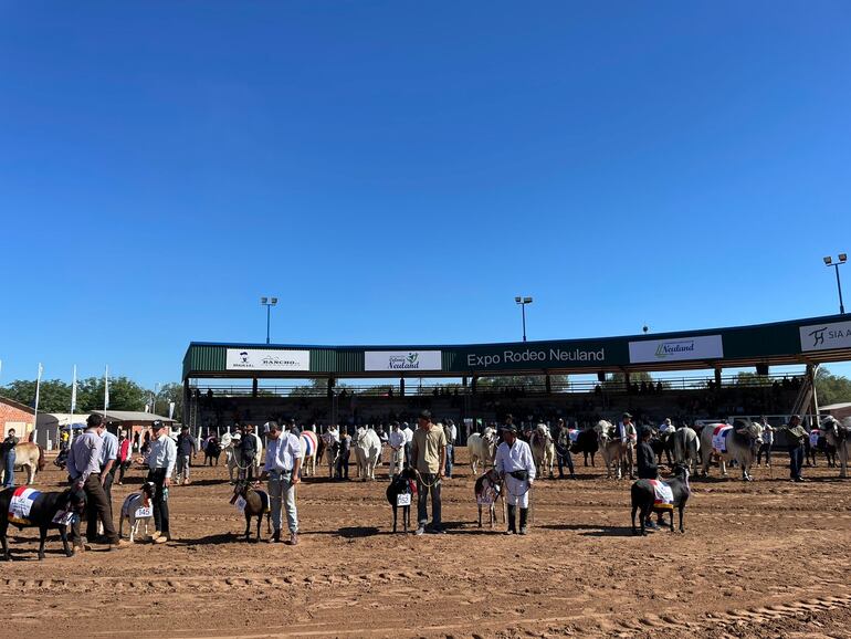 Los productores muestran el ganado menor que participa de la Expo.