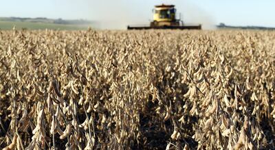 Los productores están aprovechando al máximo los días de sol para realizar la cosecha de soja, tras varias semanas de lluvias.