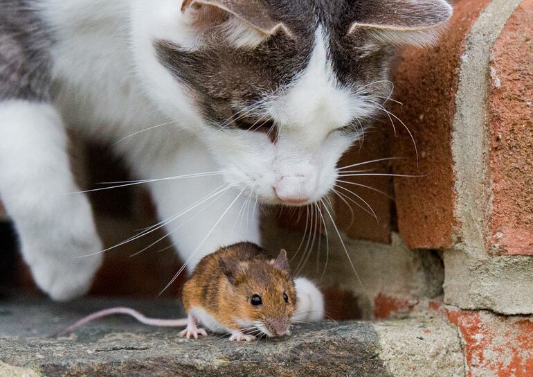 Los gatos son depredadores, por ende la desparasitación en gatos con hábitos de caza debe ser más frecuente. 