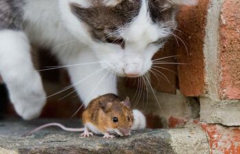 gato ratón rata