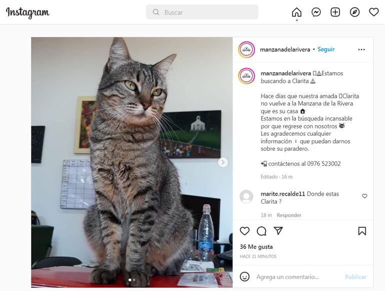 Los funcionarios del Centro Cultural Manzana de la Rivera buscan a la mascota de la casa, una gatita de nombre “Clarita”.