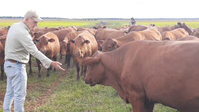 En San Pedro se gesta una nueva raza, denominan 4x4 y genera mucha expectativa