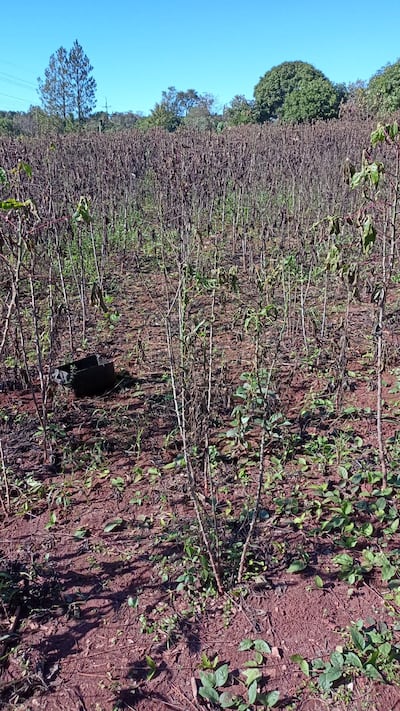 Un mandiocal en la zona sur de Itapúa totalmente afectado por la bacteriosis que ataca tanto a las plantas como a la raíz. Algunas parcelas fueron perdidas totalmente.