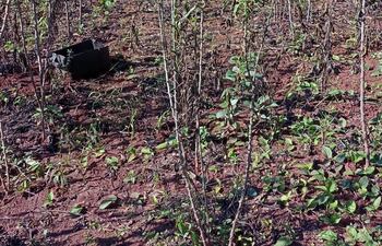 Un mandiocal en la zona sur de Itapúa totalmente afectado por la bacteriosis que ataca tanto a las plantas como a la raíz. Algunas parcelas fueron perdidas totalmente.
