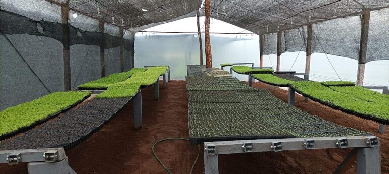 Para los productores que no tienen sistema de riego les da alivio por lo menos para tres días.