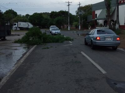 Árbol caído en Ayolas en la tarde de este sábado.