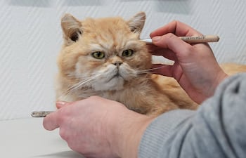 La taxidermista Laura Eberhard trabaja en el embalsamamiento de un gato. En MemoryPets, las mascotas que han muerto son embalsamadas de la forma más realista posible. En las instalaciones de las taxidermistas Dörk y Eberhard, algunos perros y gatos están listos para su recogida.