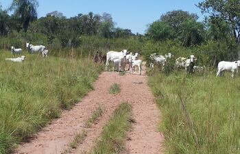 En el 2014, un equipo de este diario ya había detectado el engorde de ganado en el Parque Nacional Paso Bravo, en Concepción, uno de los puntos que señala el informe de la Contraloría.