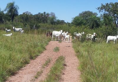 En el 2014, un equipo de este diario ya había detectado el engorde de ganado en el Parque Nacional Paso Bravo, en Concepción, uno de los puntos que señala el informe de la Contraloría.