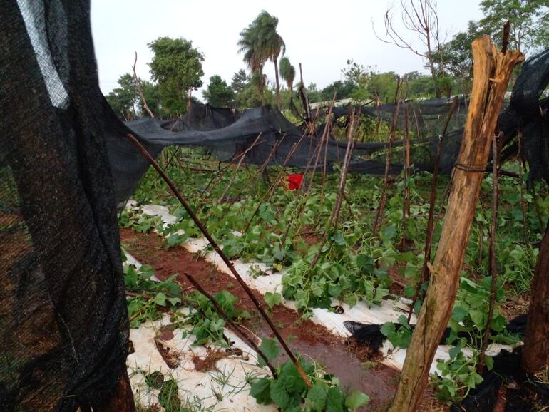 Un cultivo de tomate que fue destruido por el temporal de ayer en la Colonia Blas Garay de Coronel Oviedo.